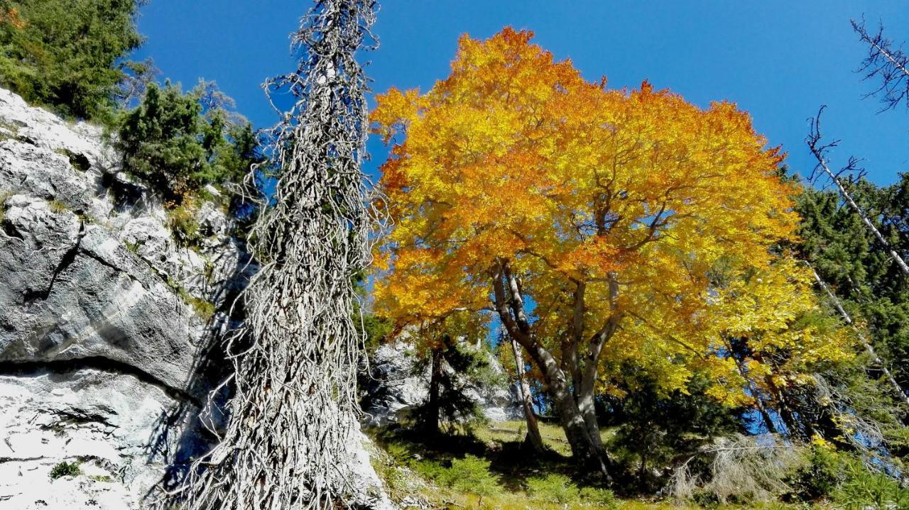 Ferienhaus Hirschnest Sankt Pankraz エクステリア 写真